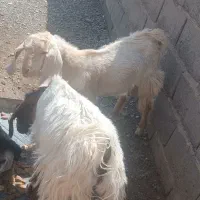 دوعددکهرنهرگوشتی به فروش میرسد