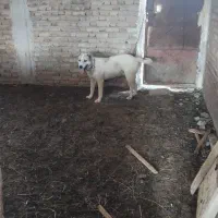واگزار سگ نگهبان بشرط
