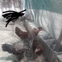 مرغ وخروس