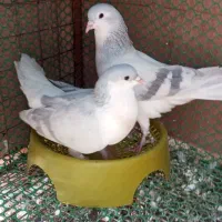 کفتر ساده ابری