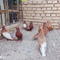 رنگی|پرنده|دزفول, |دیوار