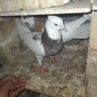 طوقی|پرنده|مشهد, شمس آباد|دیوار