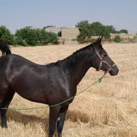 اسب مادیان ۴ ساله