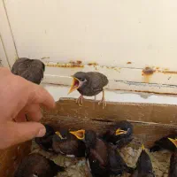 مینا افغانی