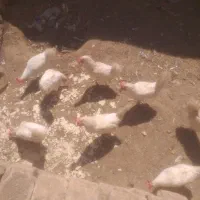 مرغ سفید تخم گذار
