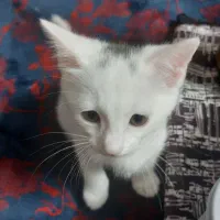 واگزاری بچه گربه