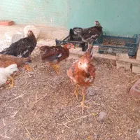جوجه خروس ۴ ماهه افسریه مسعودیه