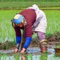 یه هکتار برای نرنج