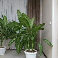 گل خانگی طبیعی