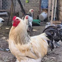 خروس و مرغ برهما