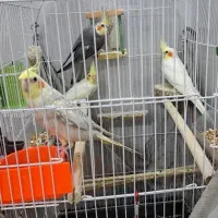 عروس هلندی