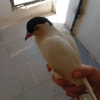 کفتر فروشی