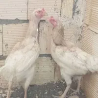 دو عدد مرغ لاری افغان
