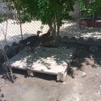 فروش بوقلمون نر  و ماده