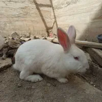 خرگوش