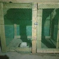 کوله برای همه نو حیوان بزرگ