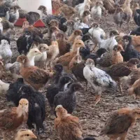 جوجه مرغ و خروس گلپایگانی ۴۱ روزه واکسیناسیون شده