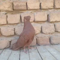 جوانه سرخن زیبا