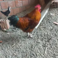 خروس گلپایگانی سالم حدود 2ساله