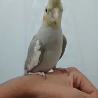 عروس هلندی جفت