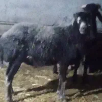 نربره چاقودرشت