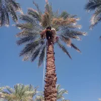 درخت گرازی وبستن عالی کمانه ای بم واطراف