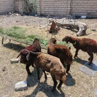 چهار عدد بره نروماده