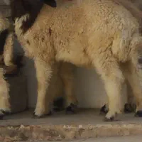 بره بز گوسفند