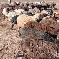 شیشک و بره ژن دار، همو و هترو