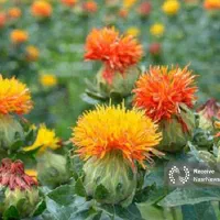 کاه گلرنگ مقوی برای گوسفند، بز و گاو شیری