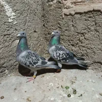 کفتر پلاکی نژاد دار