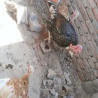 بوقلمون