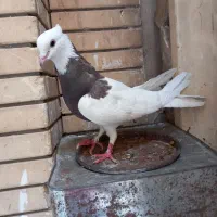 طوقی کاکلی ماده وسار کاکلی نر