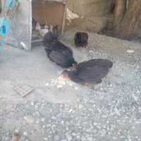 فروش مرغ تخم گذار محلی