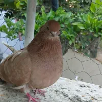 ماده جوان نوک ریز