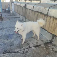 سگ سامویید چشم آبی