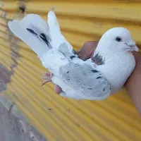 کبوتر