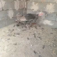 سالم