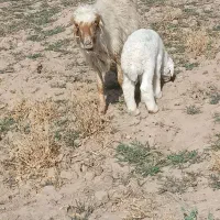 گوسفند