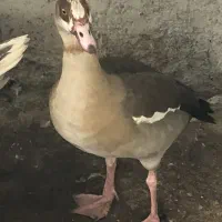 غاز مصری نر