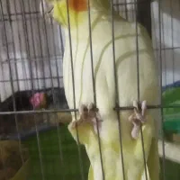 معاوضه باعروس نر بالغ