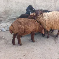 فروشی گوسفند قزل افشار بره دار
