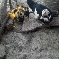 جوجه اردک اسراییلی