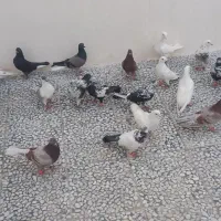 حدود ۳۰ عدد کفتر گرفتنی