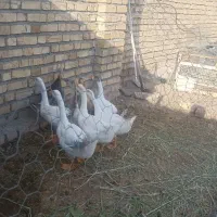 غوغاز|حیوانات مزرعه|نیشابور, شریعتی|دیوار