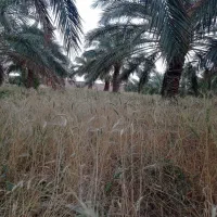 باغ خرما با12ساعت آب