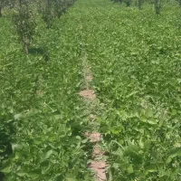 فروش کاه لوبیا