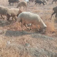 بره غوچ