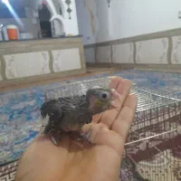 جوجه عروس سرلاکی