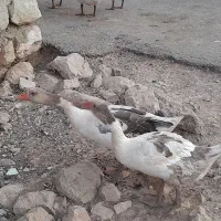 غاز فروشی